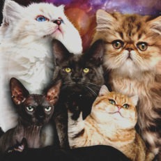 Guide to Owning a Happy Cat