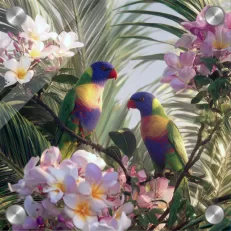 Lorikeets & Frangipani
